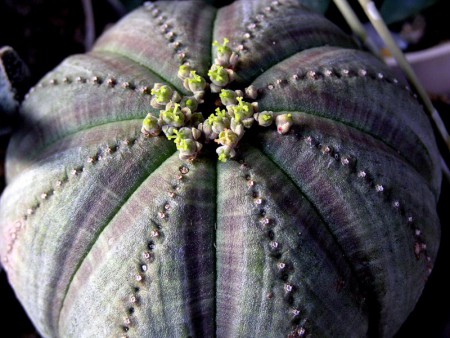 Euphorbia obesa Hooker, Curtis´s Bot. Mag., Vol. 129: t. 7888 + text, April 1903